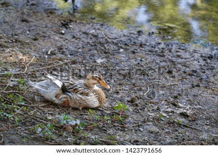 Beautiful Domestic Duck Resting By Pond