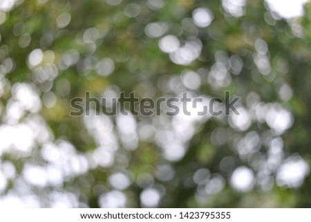 green bokeh nature abstract background selective focus
