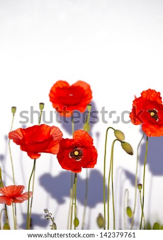 Field of beautiful red poppies isolated on white with shadow