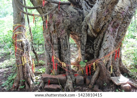 A sacred tree inside the forests of Ananthagiri Hills, Telangana