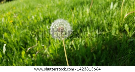 Dandelion fly with background blur 