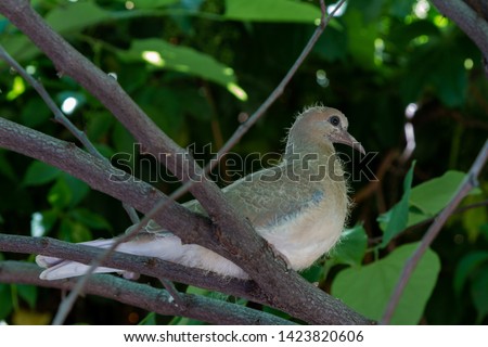 young chick of a diamond turtle dove perched on a branch among foliage