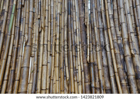 natural background bamboo curved 
straight 