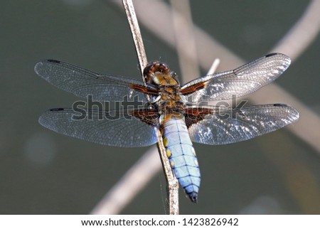 Ruddy Darter Dragonfly perched on stalk. blue and white insect with two wings