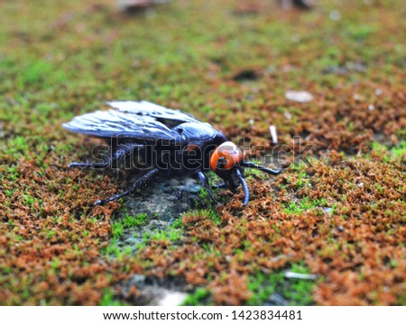 Poisonous insects, orange headers  Body and black wings  Climb on the moss floor