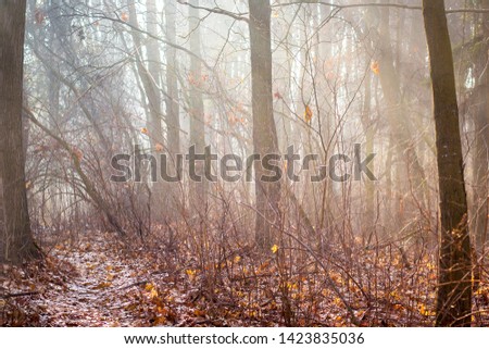 Autumn forest with bare trees and morning fog