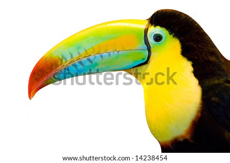 toucan cut out on white