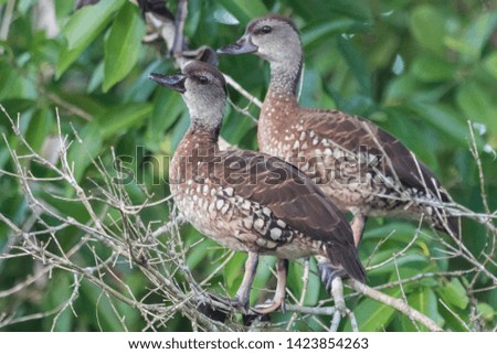 Spotted Whistling Duck in Australia