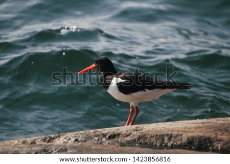 oystercatcher looking out over the sea. Close up picture taken in sweden