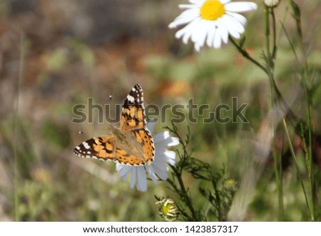 swedish butterfly with green blurry background