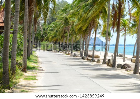 Road to the beach with coconut trees by the sides 
