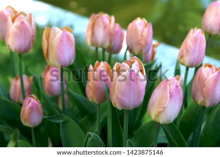 Tulips flower pink defocused blurred Netherlands background /Tulipa lilies growing in spring, early summer, the world's most popular flower. For design, interior, advertising, presentation, label, web