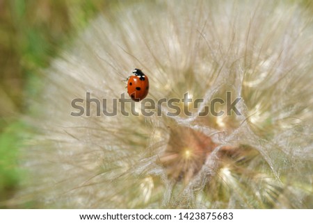 Closeup picture of a Ladybug on a dandelion.