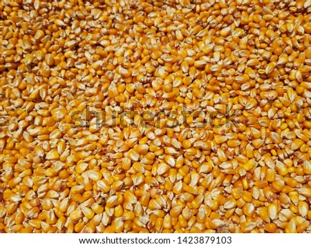 Dry maize in summer season