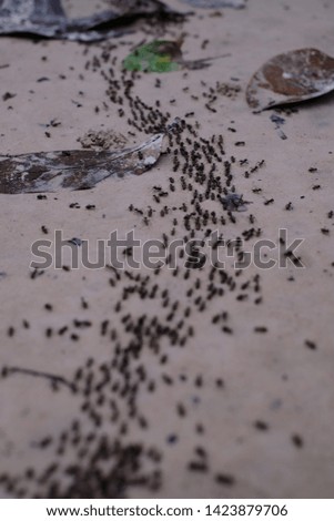 Masses of fire ants in line