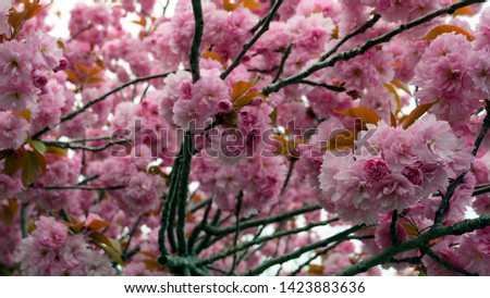 Double cherry blossom branches, also known as yae zakura, a type of sakura with multiple layers of petals, in full bloom.