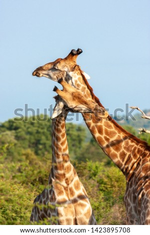 giraffe mammal of the kruger national park reserves and parks of south africa