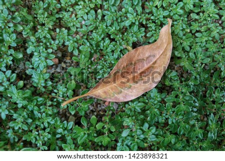 Creative layout made of green leaves. Flat lay. Nature concept.