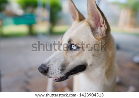 Close up face of a dog in the park.