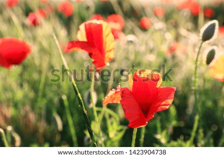 Beautiful blooming red poppy flowers in field