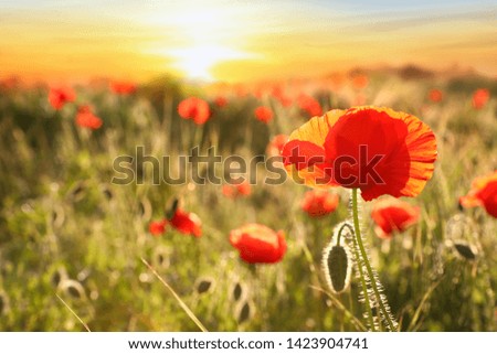 Beautiful blooming red poppy flower in field at sunset. Space for text