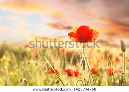 Beautiful blooming poppy in field at sunset. Space for text
