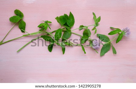 Green clover on a pink wooden background.