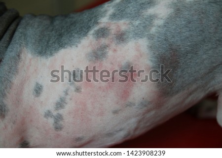 Dog has skin problem which are red rash and itchy skin. Royalty-Free Stock Photo #1423908239