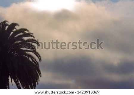 palm tree and colorful sky with beautiful sunset