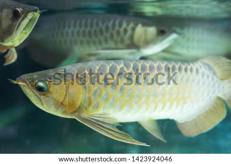 Silver arowana fish swimming in tank aquarium