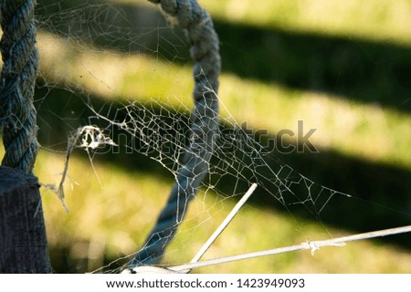 Spiderweb on the rope with blur old wood fence sunlight background.