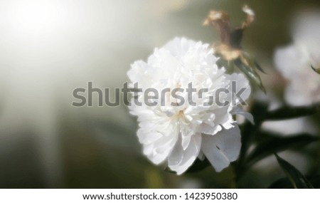 Soft focus image of blooming peonies in the garden. Selective focus. Shallow depth of field 