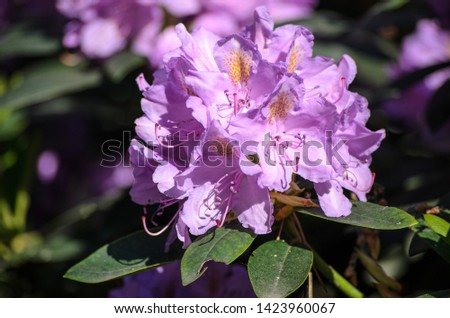 Blooming Pink Rhododendron (Grandiflorum species) in Babites bot