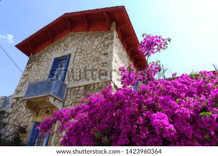 Photo from neoclassic building near port of Piraeus with beautiful bougainvillea flower in blossom, Attica, Greece