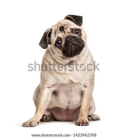 Pug sitting against white background
