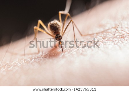 Musquito bites the skin close up picture