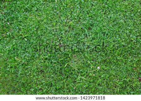plain grass texure in high resolution