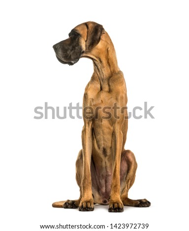 Danish dog sitting against white background