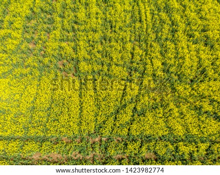 Aerial view of rapeseed field with lines and signs.