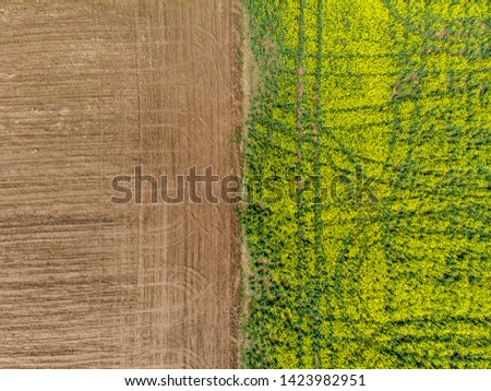 Aerial view of a rapeseed fields bordering an uncultivated land. Border concept.