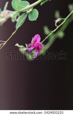 Japanese bush clover (Lespedeza) is a flower blooming from summer to autumn.