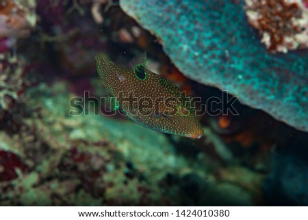 Papuan Toby (Canthigaster papua), Manado Indonesia