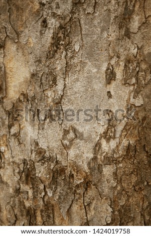 Tree texture pattern background , wooden texture closeup