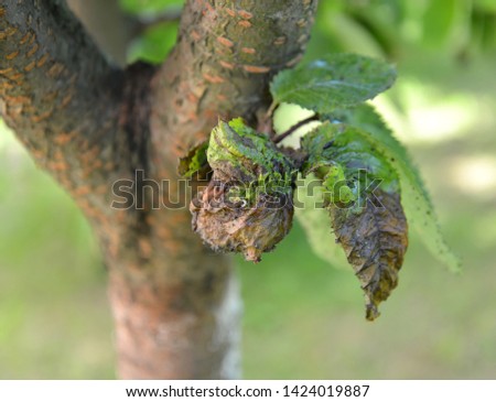 The dried-up sweet cherry leaves, damaged by a plant louse