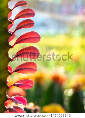 The Red Cactus Leaves Arranging in The Garden , Copy Space in The Right  Side