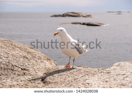 Curious seagull walks around tourists in Norway