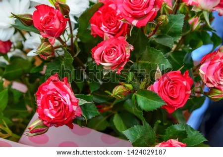 Beautiful fresh pink spray roses in a bouquet lie on a bench close-up