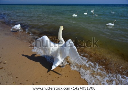 Swimming Swans in Black sea