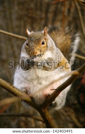 Fat grey squirrel on branch