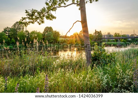 beautiful sunset and sun with star rays in grean blooming meadow in summer evening
